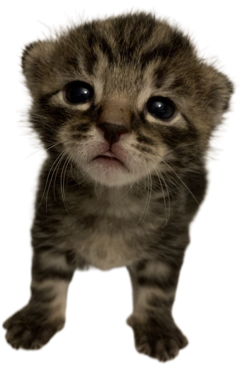 kitten1.PNG